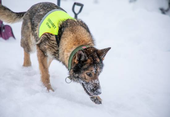 Forsvarets hundeskole gjennomfører lavine trening for Forsvarets tjenestehunder. Lavine trening er viktig for å kunne støtte det sivile samfunnet.