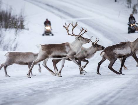 Reinsdyrflokk under øvelse Joint Viking 2017. // Reindeer herd during exercise Joint Viking 2017. 