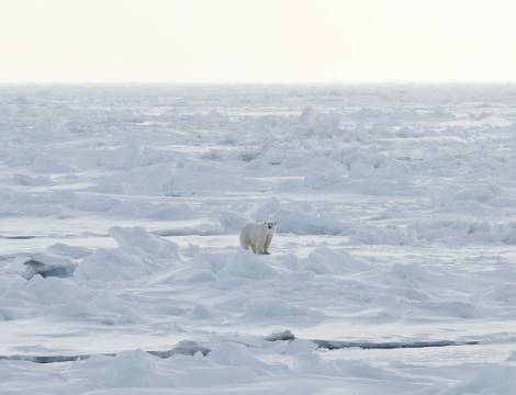 Isbjørn på Svalbard