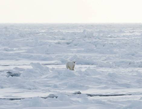 Isbjørn på Svalbard