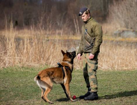 Hundefører trener med hunden sin.