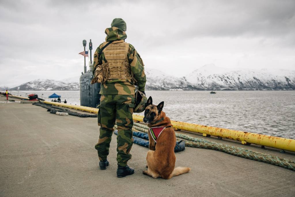 Hunden Tyr fra innsatsstyrken Claymore i Nord-Hålogaland heimevernsdistrikt 16 (HV-16) var en del av strykebeskyttelsen ved Grøtsund Industrihavn. 