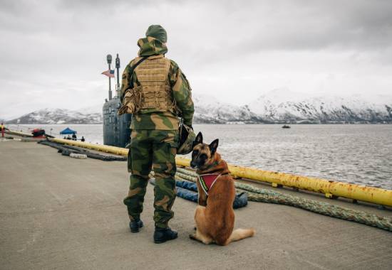 Hunden Tyr fra innsatsstyrken Claymore i Nord-Hålogaland heimevernsdistrikt 16 (HV-16) var en del av strykebeskyttelsen ved Grøtsund Industrihavn. 