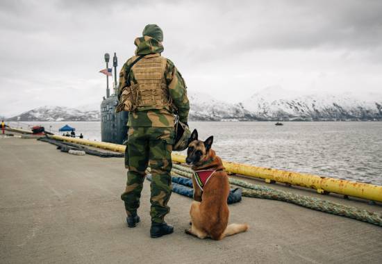 Hunden Tyr fra innsatsstyrken Claymore i Nord-Hålogaland heimevernsdistrikt 16 (HV-16) var en del av strykebeskyttelsen ved Grøtsund Industrihavn. 