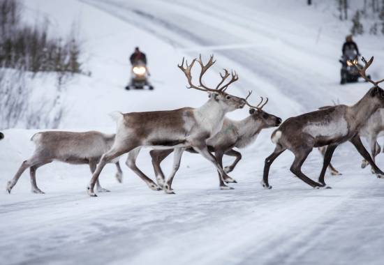 Reinsdyrflokk under øvelse Joint Viking 2017. // Reindeer herd during exercise Joint Viking 2017.  *** Local Caption *** .