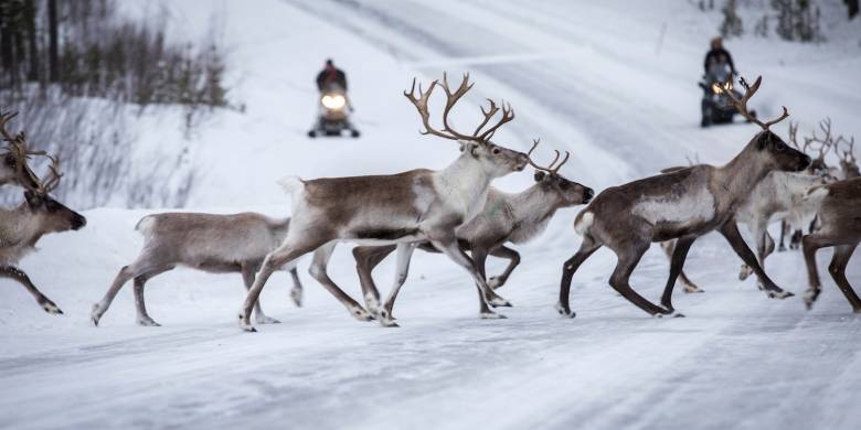 Reinsdyrflokk under øvelse Joint Viking 2017. // Reindeer herd during exercise Joint Viking 2017.  *** Local Caption *** .