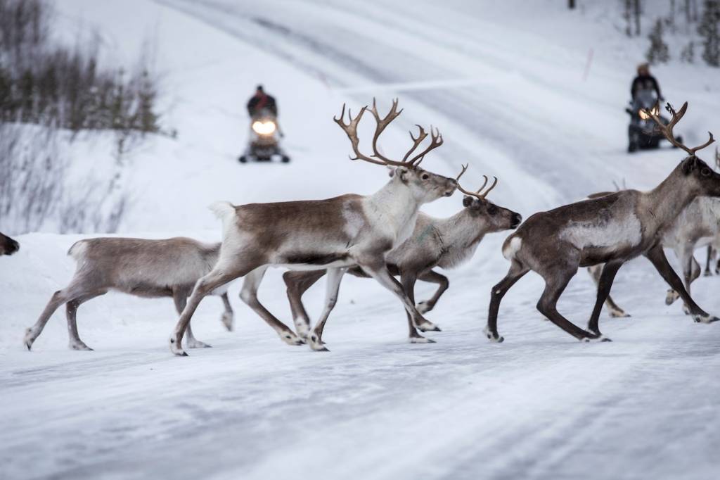 Reinsdyrflokk under øvelse Joint Viking 2017. // Reindeer herd during exercise Joint Viking 2017.  *** Local Caption *** .