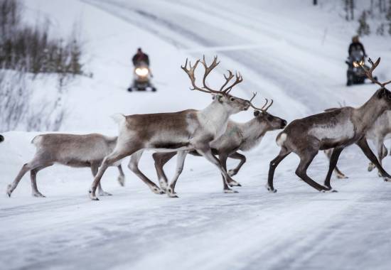 Reinsdyrflokk under øvelse Joint Viking 2017. // Reindeer herd during exercise Joint Viking 2017.  *** Local Caption *** .